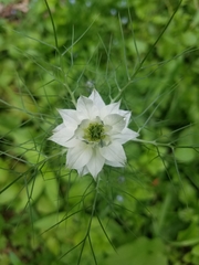 Nigella