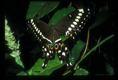 Papilio lormieri neocrocea