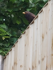 Turdus merula