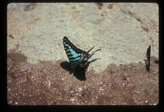 Graphium policenes