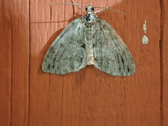 Hydriomena impluviata