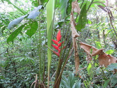 Heliconia uxpanapensis, photograph (c) Alexis López Hernández, some rights reserved (CC BY)