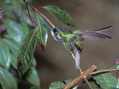 Lampornis castaneoventris