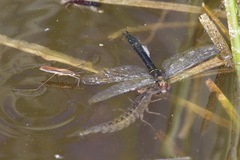 Limnoporus