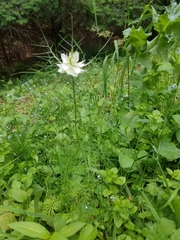 Nigella