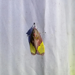 Bertholdia specularis