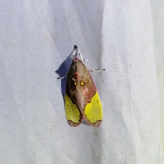 Bertholdia specularis