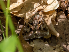Drasteria grandirena