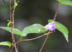Ipomoea aristolochiifolia