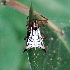 Micrathena acuta