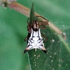 Micrathena acuta