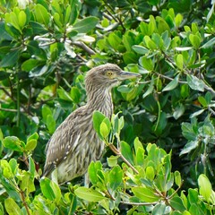Nyctanassa violacea violacea