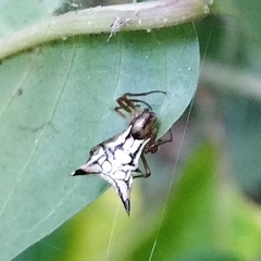 Micrathena acuta