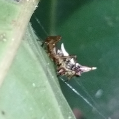 Micrathena acuta