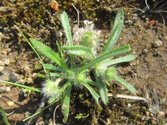 Plantago afra