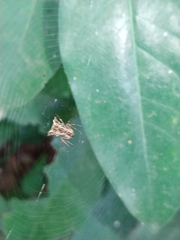 Micrathena acuta