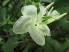 Mandevilla jamesonii