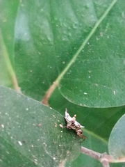 Micrathena acuta