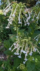 Nicotiana sylvestris
