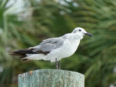 Leucophaeus atricilla megalopterus