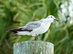 Leucophaeus atricilla megalopterus