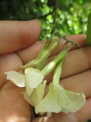 Mandevilla jamesonii