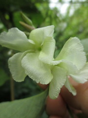 Mandevilla jamesonii
