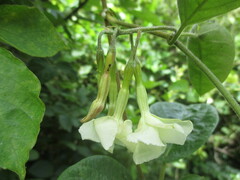 Mandevilla jamesonii