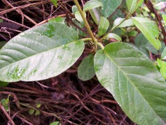 Mandevilla jamesonii