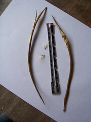 Mandevilla jamesonii