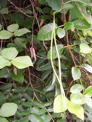 Mandevilla jamesonii