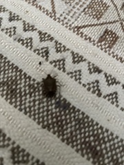 Halyomorpha halys