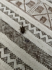 Halyomorpha halys