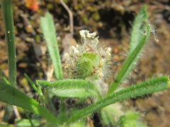 Plantago afra