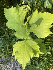 Platanus occidentalis