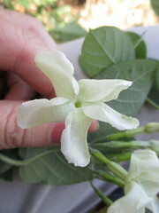 Mandevilla jamesonii