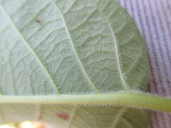 Mandevilla jamesonii