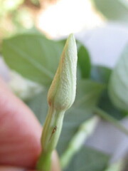 Mandevilla jamesonii