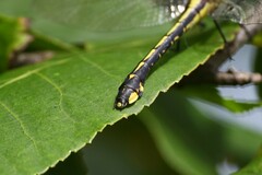 Gomphurus fraternus