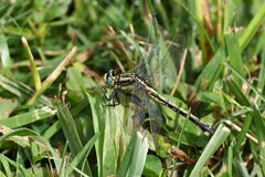 Gomphurus fraternus