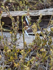 Eriochilus collinus collinus