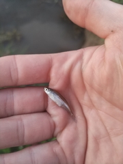 Notropis atherinoides