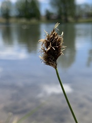 Carex simulata