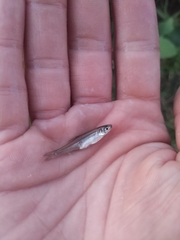 Notropis atherinoides