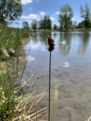 Carex simulata