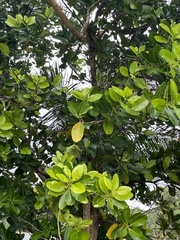 Calophyllum inophyllum