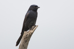 Melaenornis pammelaina