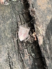 Halyomorpha halys