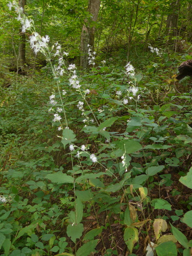 Silene ovata