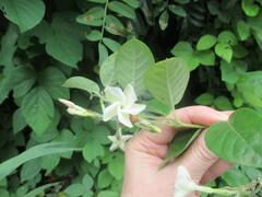 Mandevilla jamesonii